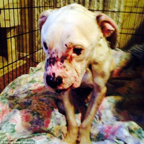 Injured Bait Dog On The Mend Starts New Life In Loving