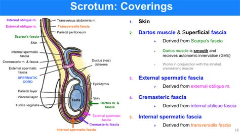 scrotum anatomy