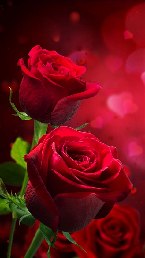 Rose Flower Nature Wallpaper Hd For Mobile Gaby Serra