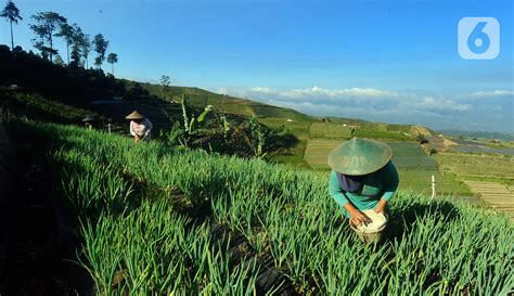 Petani Majalengka Keluhkan Harga Pupuk Mahal Dan Dibatasi Foto