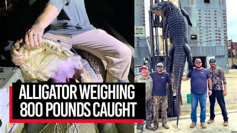 Alligator Weighing 800 Pounds Caught After Dragging Hunters Around For