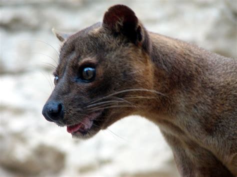 The Awesome Fossa Fossome Eli Swanson