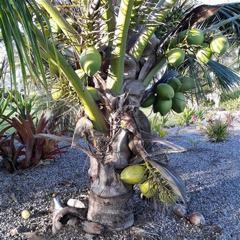 Dwarf Fiji Coconut Discussing Palm Trees Worldwide Palmtalk