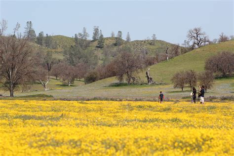 Shell Creek Super Bloom 2019 Motion Timelapse And Photography