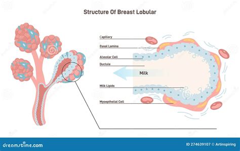 Anatomy Of The Female Breast Mammary Gland Duct And Lobule Structure