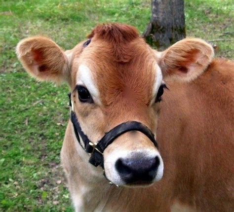 Image Result For Cattle Jersey Jersey Cow Cute Baby Cow Jersey Cattle