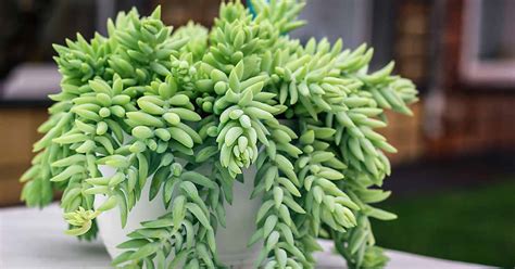 How To Grow And Care For Donkeys Tail Succulents Gardeners Path