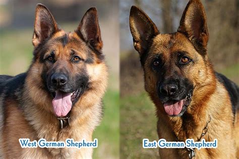 Western German Shepherd Vs Eastern German Shepherd What’s The Difference With Pictures Hepper