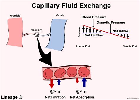 Capillary Fluid Exchange Cardiovascular Medbullets Step 1