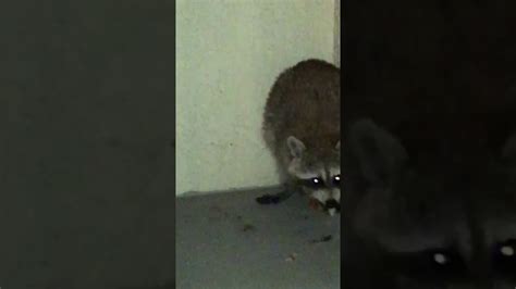 Raccoon Eating Pizza Youtube