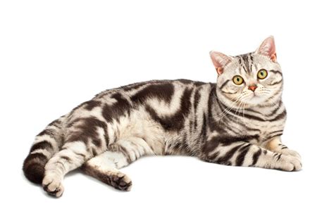 American Shorthair Cat Cat Breed Info And Characteristics