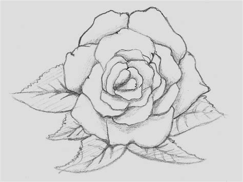Rose Drawing Flowers Wallpaper