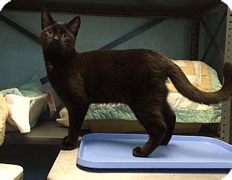 New York NY Domestic Shorthair Meet Dinah A Cat For Adoption In