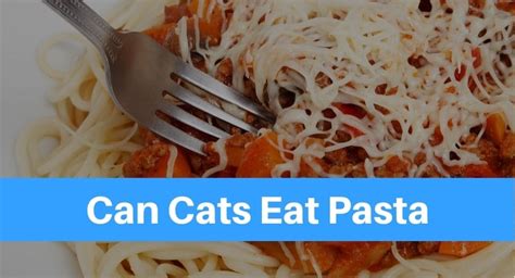 Click here to learn more. Can Cats Eat Pasta? - Petsolino