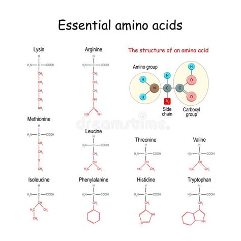 Essential Amino Acid Or Indispensable Amino Acid Chemical Structural Formula Stock Vector