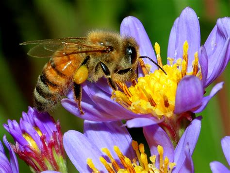 The Honey Bee Our Friend In Danger Finger Lakes Land Trust