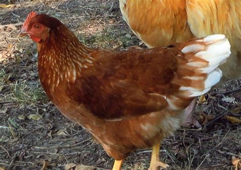 The Golden Comet Chicken Is Considered The Most Prolific Layer Of Brown