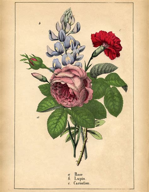 Superb Antique Botanical Flowers Printable The Graphics