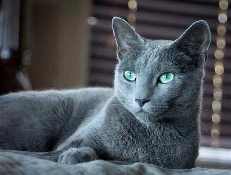Maxim zorin (saint petersburg, russia). Russian Blue Cat: Character, Care and Curiosities - Catsfud