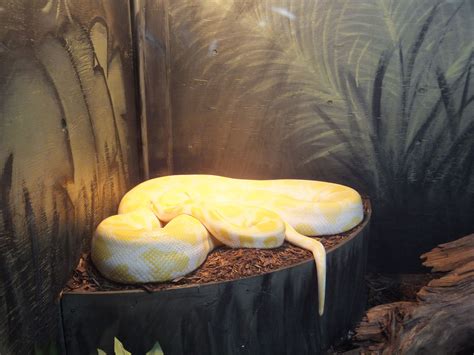 Burmese Python In A Extremely Small Enclosure Burmese Python