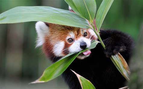 Photos: 16 Cute Red Pandas for International Red Panda Day - Parade Pets