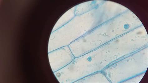 Bitki hücre yapısının mikroskopta incelenmesi Genel Biyoloji Laboratuvarı