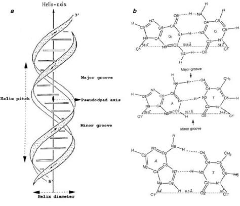 Figure 1 From Dna Structure Revisiting The Watsoncrick Double Helix