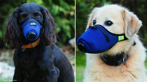 Texas Company Unleashes Hospital Grade Face Masks For Dogs Abc13 Houston