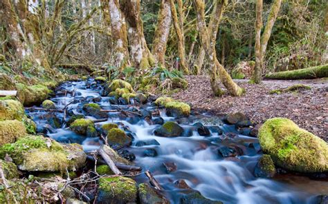 Stream Leaking Water Rocks With Green Moss Forest Trees Overgrown With