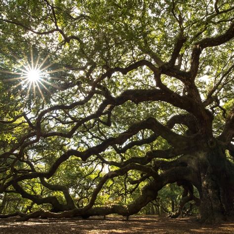 Discover The Beauty And Mystery Of The Charleston Angel Oak
