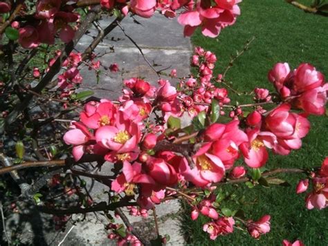 Pinkish Flowering Bush In My Backyard Flowers Forums