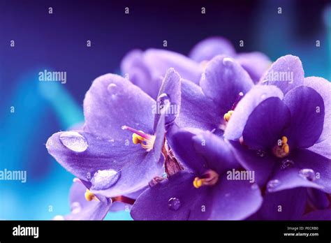 Beautiful Spring Background With Violets Flower Macro Shot Wallpaper