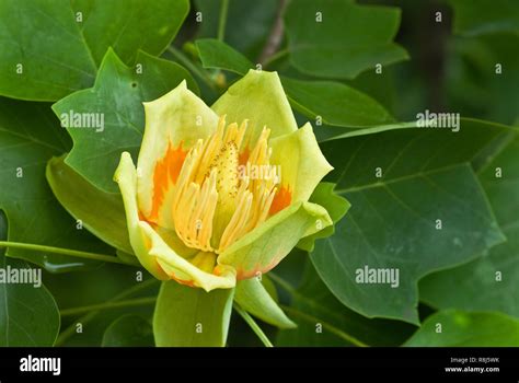 Flower Of Tulip Poplar Liriodendron Tulipifera Tree Is Named For The