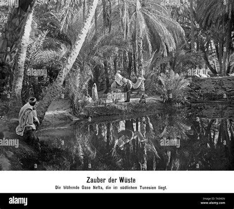 Oasis Nefta In Tunisia Stock Photo Alamy