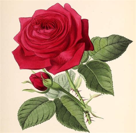 How To Draw Beautiful Roses For A Still Life