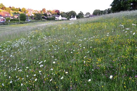 How To Create A Wildflower Meadow Natural England