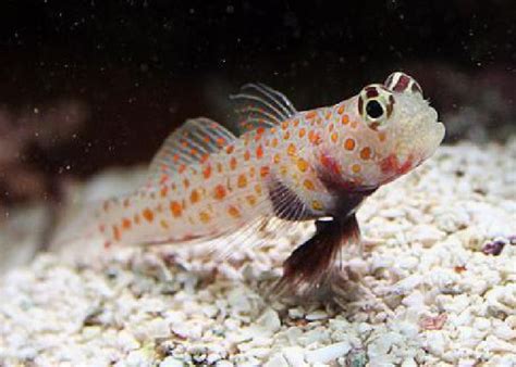 Orange Spot Prawn Goby Amblyeleotris Guttata 1 Fish 2 Fish Dartmouth