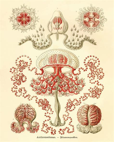 Jellyfish Art Vintage Prints Old Prints Nautical Art Print