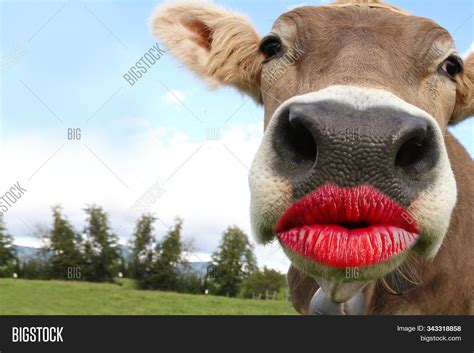 Cow Head Funny Animal Image And Photo Free Trial Bigstock