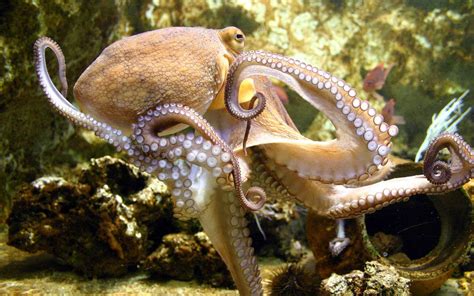 Octopus Sealife Underwater Ocean Sea Wallpapers Hd Desktop And