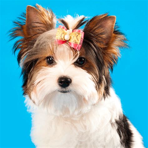 morkies smart affectionate small dogs  dont shed  morkies