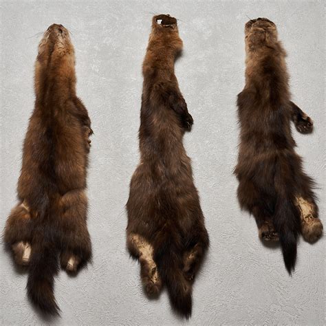 Russian Sable Lot Of 3 Tanned Fur Pelts Fisher Marten Skin Hide For