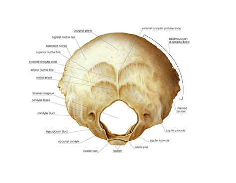 Occipital Bone By Asklepios Medical Atlas In 2022 Occipital Skull