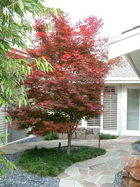 Japanese maple trees can provide a striking focal point, be the perfect plant to set off a large container, or grow into an impressive bonsai specimen. Pin on growing and gardens