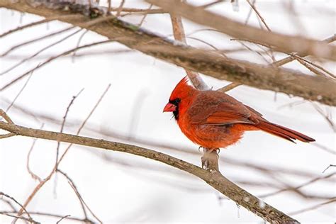 Bird Informer Have You Ever Wondered Why Cardinals Like To Come Out In
