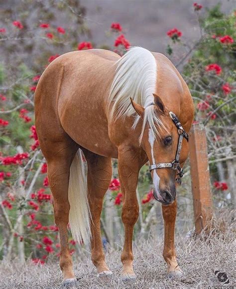 Bright Stimulated Horse Breed Click Here For Info Palomino Horse