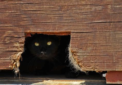 They'll Never Find Me In Here! | Kittens Whiskers