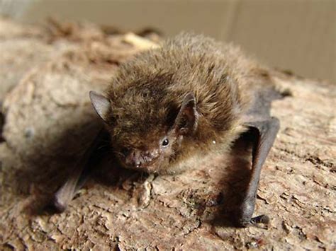 Pipistrelle Bat Nocturnal Echolocation Britannica