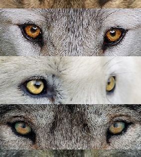 How to set live wallpaper «black wolf with green eyes»? source: WOLVES tumblr... Wolves eyes can have colors ...
