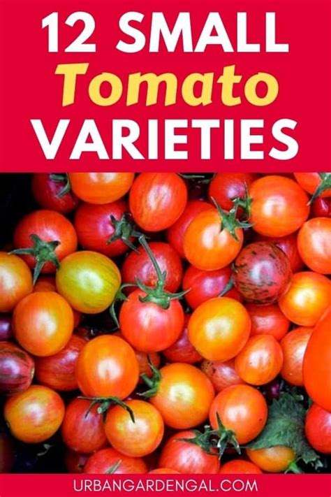 Small Tomato Varieties Are Perfect For Urban Gardens Here Are 12